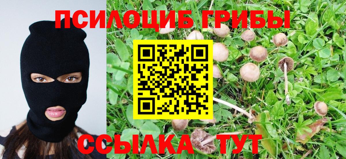 Псилоцибиновые грибы Psilocybe Михайловка